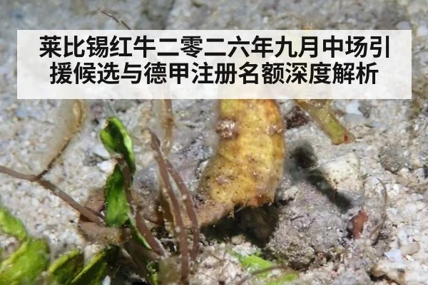 莱比锡红牛二零二六年九月中场引援候选与德甲注册名额深度解析